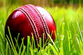Professional Leather Cricket Ball NX digital hub